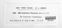 Microsphaera vaccinii image